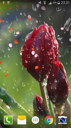 Rose: Raindrop Android Wallpaper Image 1