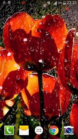 Rose: Raindrop Android Wallpaper Image 3