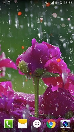 Rose: Raindrop Android Wallpaper Image 4