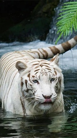 White Tiger Android Wallpaper Image 2
