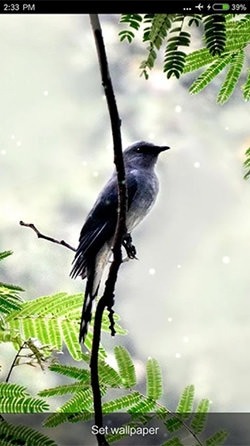 Birds Sounds And Ringtones Android Wallpaper Image 2