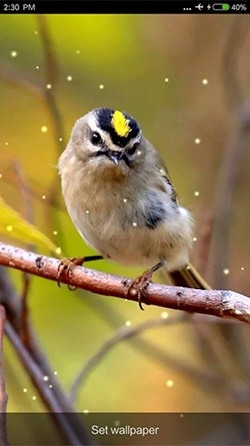 Birds Sounds And Ringtones Android Wallpaper Image 3