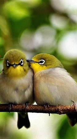 Birds Android Wallpaper Image 1