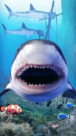 Shark Aquarium Android Wallpaper Image 1