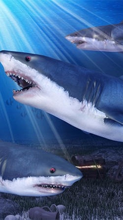 Shark Aquarium Android Wallpaper Image 2