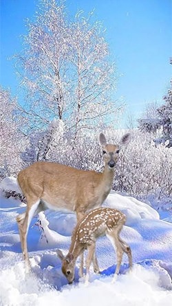 Winter Deer Android Wallpaper Image 2