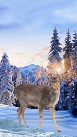 Winter Deer Android Wallpaper Image 3
