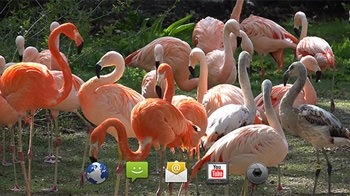 Flamingo Android Wallpaper Image 2