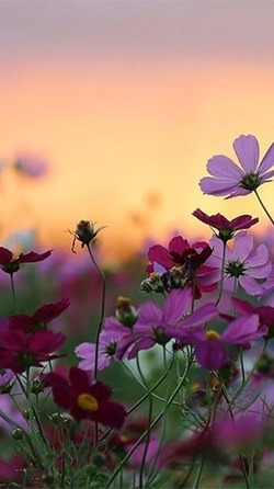 Flowers Android Wallpaper Image 1