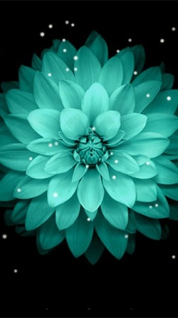 Galaxy Flowers Android Wallpaper Image 2