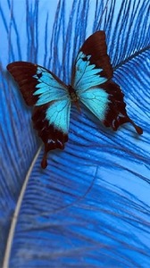 Butterfly Android Wallpaper Image 1