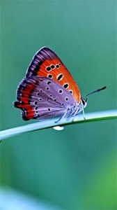 Butterfly Android Wallpaper Image 2