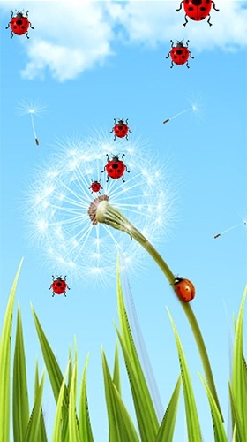 Dandelion Android Wallpaper Image 2