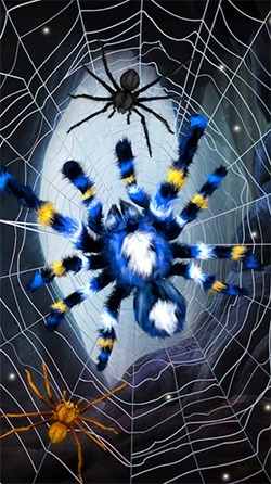 Spider Android Wallpaper Image 1