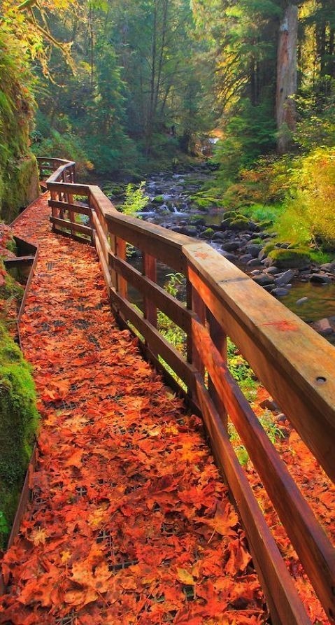 Autumn Bridge Mobile Phone Wallpaper Image 1