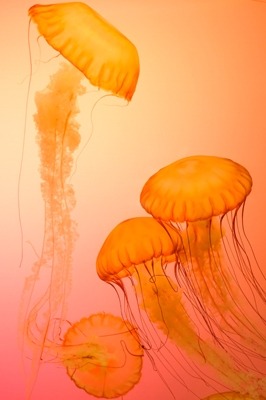 Jelly Fish Mobile Phone Wallpaper Image 1