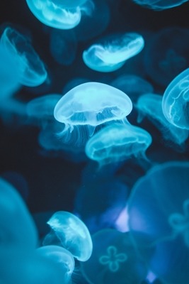 Jellyfish Mobile Phone Wallpaper Image 1