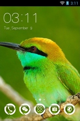 Green Bee Eater CLauncher Android Theme Image 1