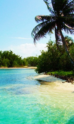 Tropic Paradise