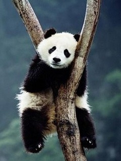 Busy Doing Nothing Lazy Panda