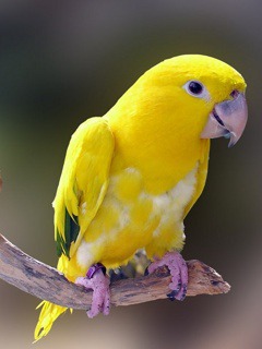 Sweet Parrot