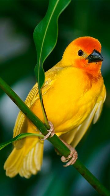 Cute Bird Cell Phone Wallpaper Images Free Download on Lovepik  400476687