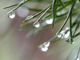 Pine Drops