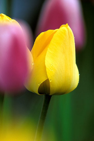 Yellow Pink Tulips