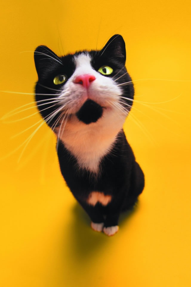 Download Free Mobile Phone Wallpaper Funny Cat - 1532 