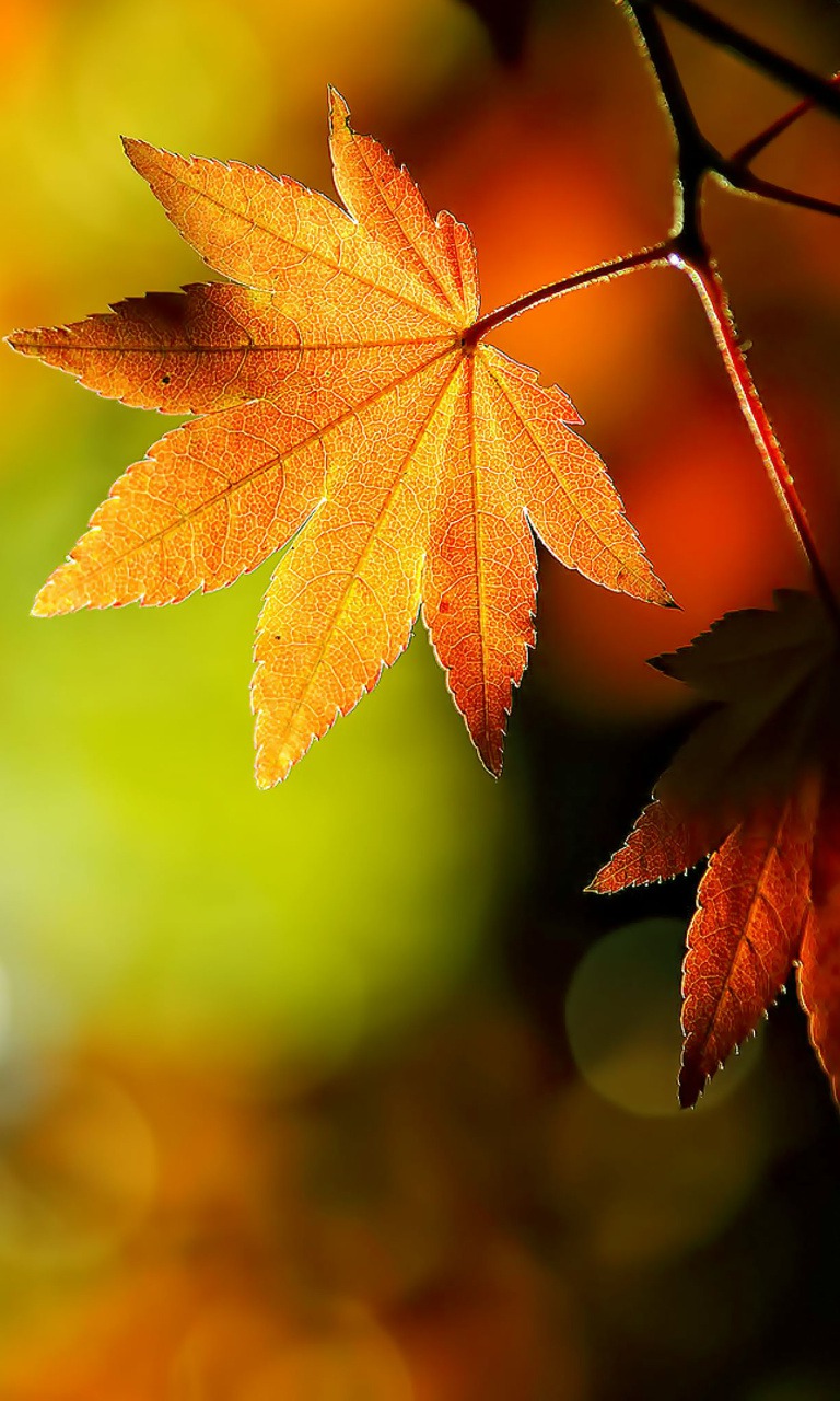Autumn Leaves Phone Wallpapers  Top Free Autumn Leaves Phone Backgrounds   WallpaperAccess