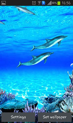 Download Free Android Wallpaper Dolphins Sounds - 3214 