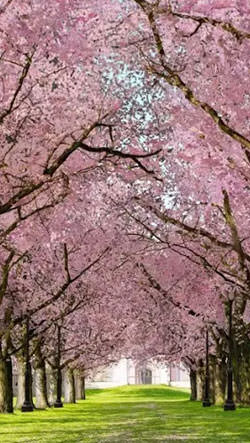 Download Free Android Wallpaper Spring Sakura Trees - 3847 