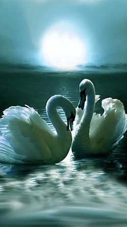 Download Free Android Wallpaper Swans - 3978 