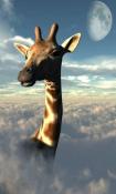 Giraffe  Mobile Phone Wallpaper