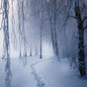 Winter Forest Nokia 8800 Sirocco Wallpaper