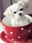 Cup Of Puppy QMobile E700 Wallpaper