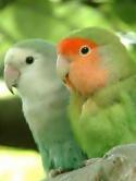 Love Birds  Mobile Phone Wallpaper