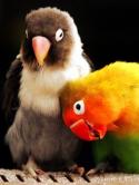 Love Birds  Mobile Phone Wallpaper