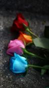 Colored Roses Nokia 603 Wallpaper