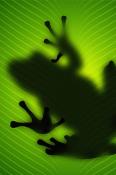 Frog On A Leaf  Mobile Phone Wallpaper