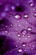 Purple Rain  Mobile Phone Wallpaper