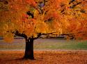 Autumn Tree  Mobile Phone Wallpaper