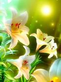 White Lilies Nokia E70 Wallpaper