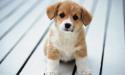 Cute Puppy  Mobile Phone Wallpaper