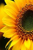 Sunflower  Mobile Phone Wallpaper