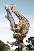Funny Giraffe  Mobile Phone Wallpaper