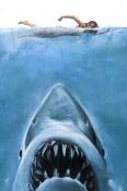 Shark  Mobile Phone Wallpaper