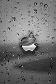 Apple Rain  Mobile Phone Wallpaper