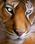Tigers Eyes  Mobile Phone Wallpaper
