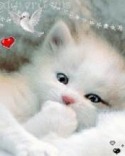 White Kitten  Mobile Phone Wallpaper